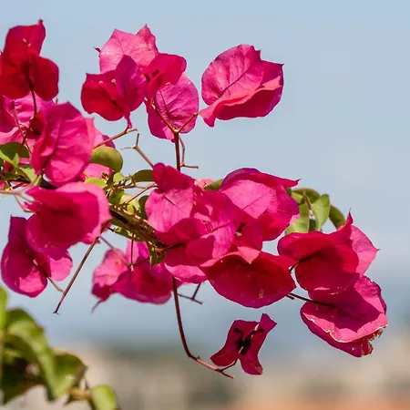 Ionia House בית נופש סלצ'וק